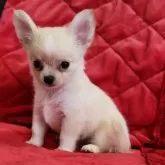 チワワ(ロング)【三重県・女の子・2025年4月21日・クリーム&ホワイト】の写真2