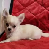 チワワ(ロング)【三重県・女の子・2025年4月21日・クリーム&ホワイト】の写真5