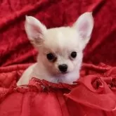 チワワ(ロング)【三重県・女の子・2025年4月21日・クリーム&ホワイト】の写真6