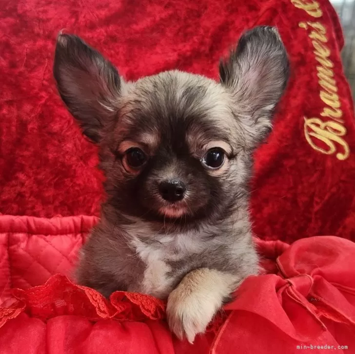 ID：2406-00609の子犬