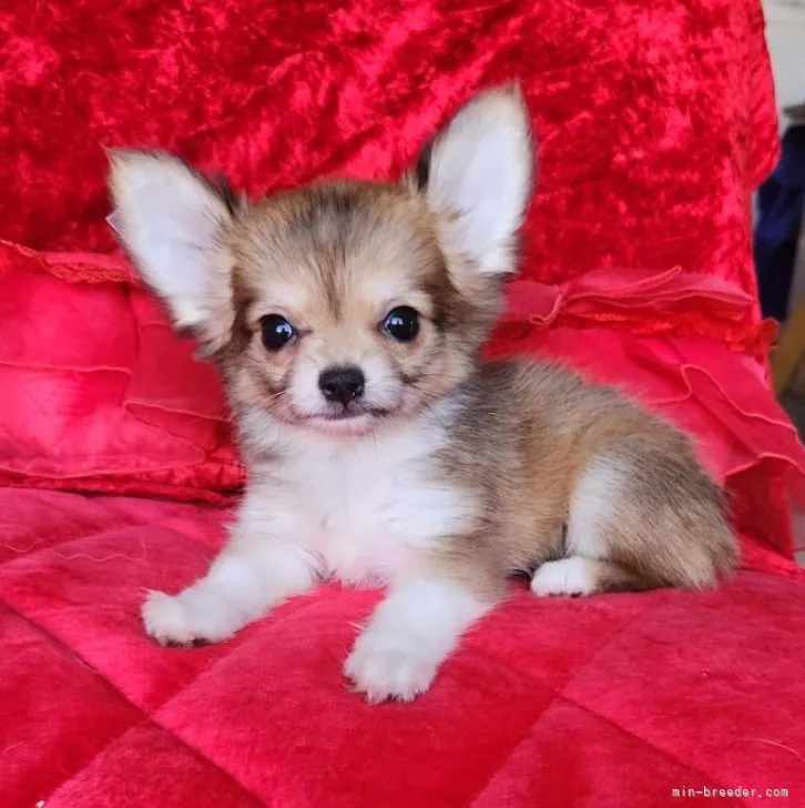 ID：2311-06340の子犬
