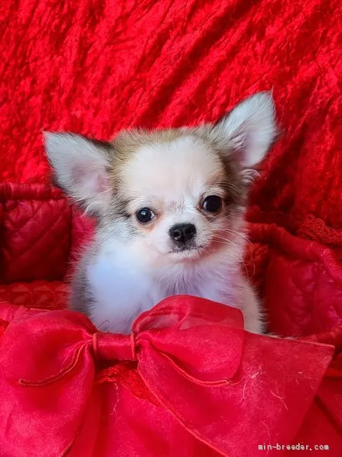 ID:2104-02597の子犬