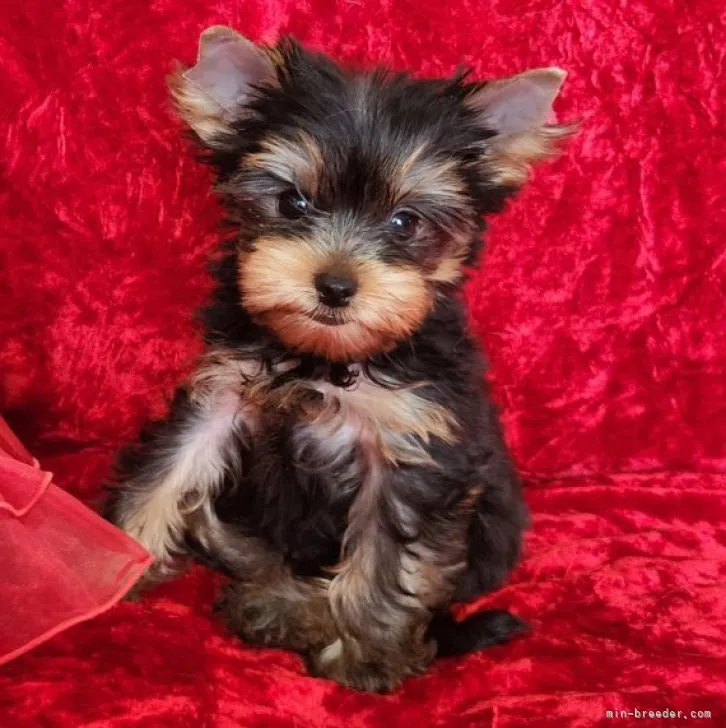 ID：2308-02699の子犬
