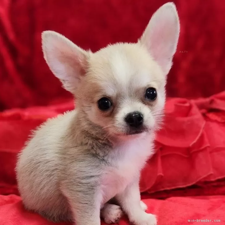 ID:2408-06927の子犬