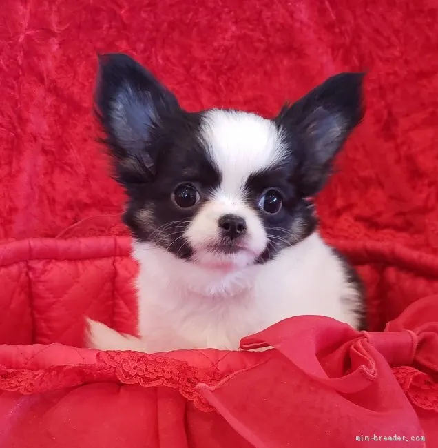 ID：2003-01065の子犬