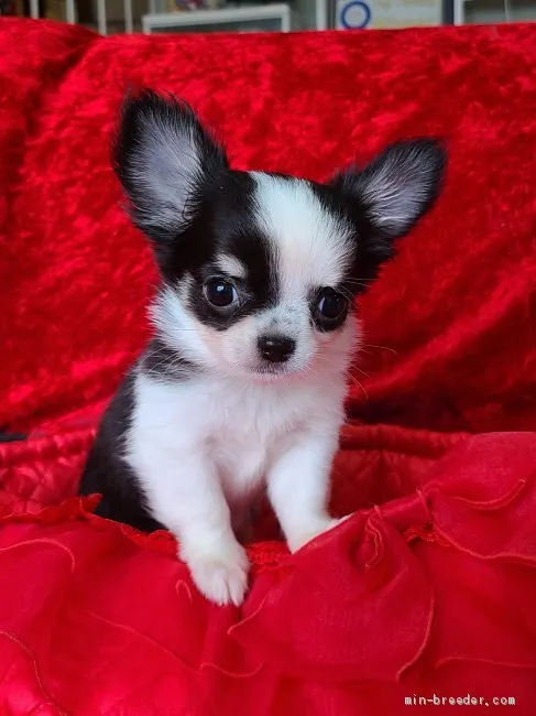 ID:2106-00293の子犬