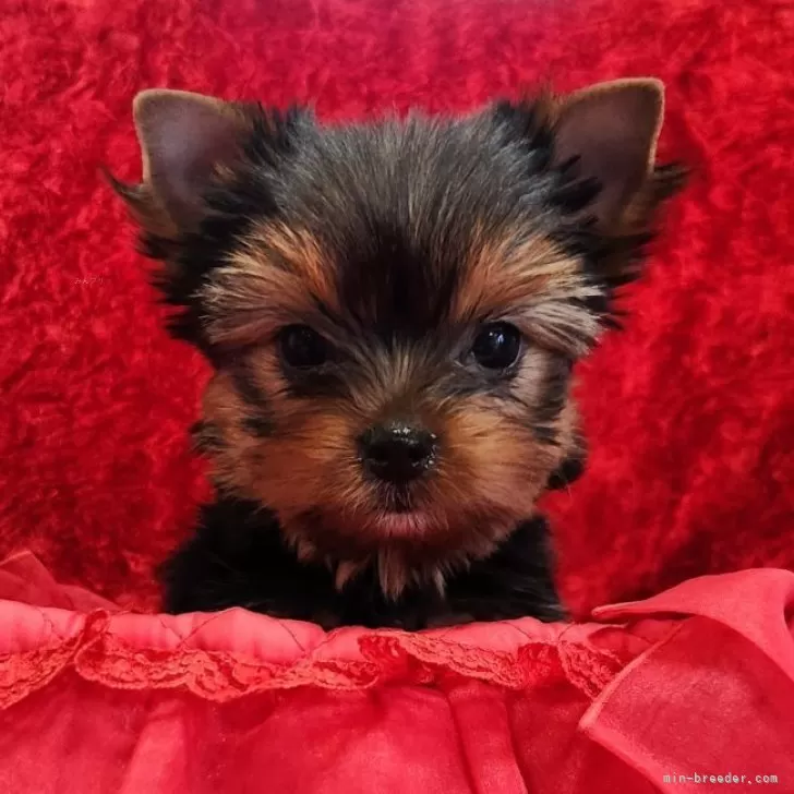 ID：2312-03102の子犬