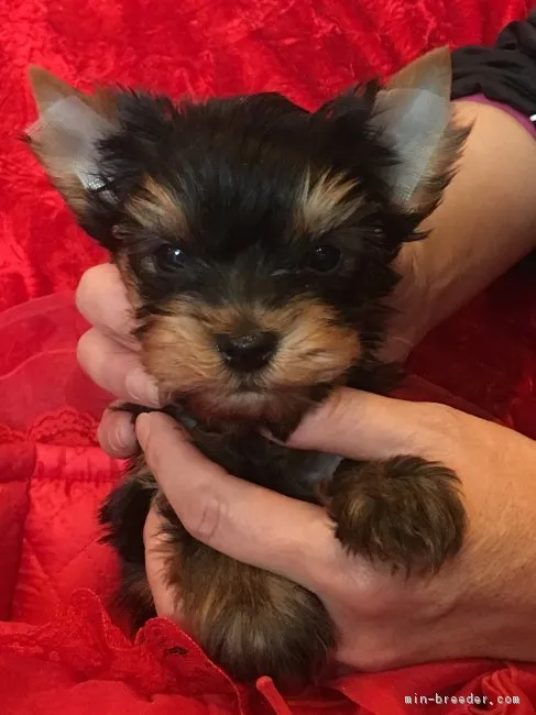 ID:1702-01349の子犬
