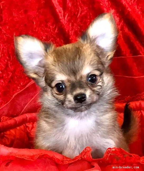 ID：2004-00772の子犬