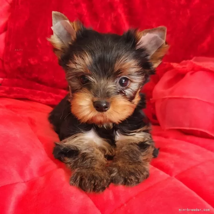 ID:2401-05034の子犬