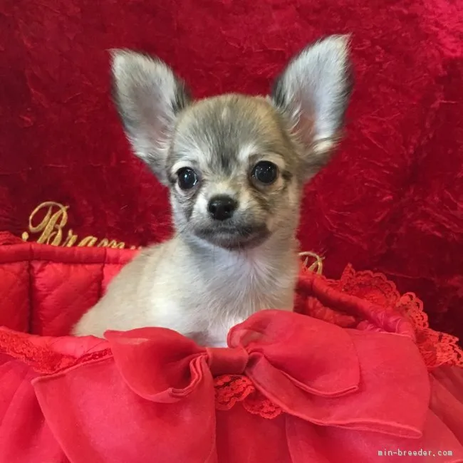ID：1810-01167の子犬