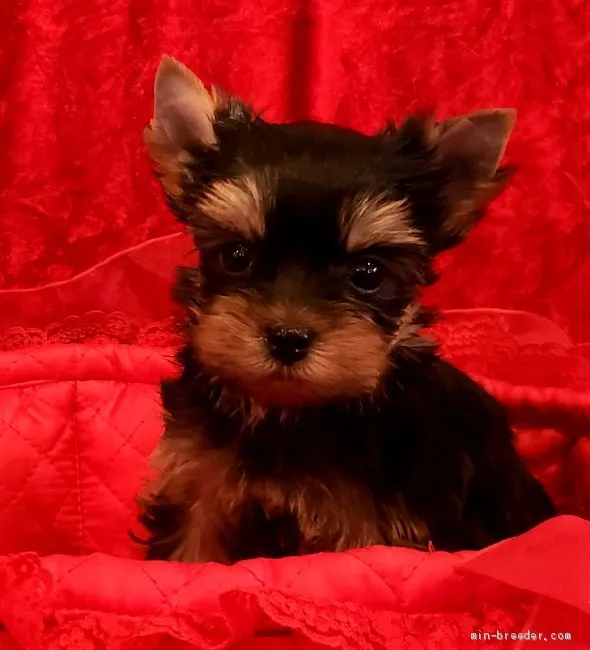 ID：2003-00221の子犬