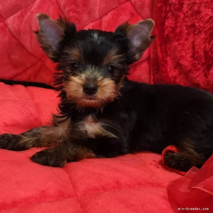 ID：2405-01184の子犬