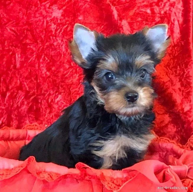 ID:2004-00778の子犬