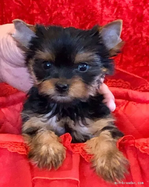 ID：2004-00782の子犬
