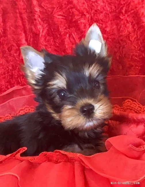 ID:2004-02503の子犬