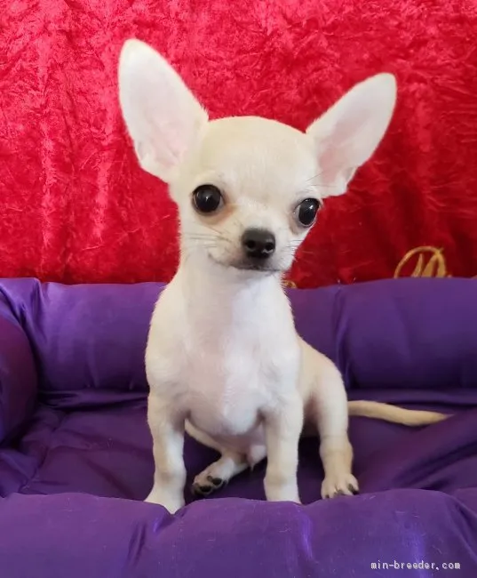 ID:1909-02989の子犬