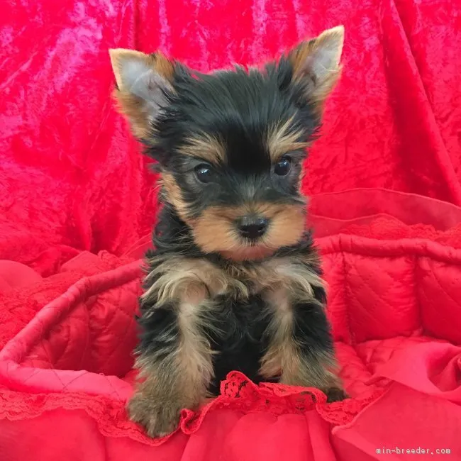 ID：1901-02153の子犬