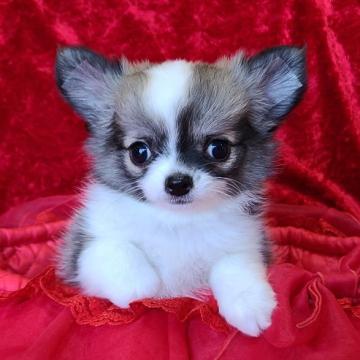 チワワ(ロング)【三重県・女の子・2022年5月20日・フォーン&ホワイト】の写真「チャンピオンクオリティの素晴らしい女の子です。」