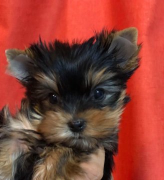 ヨークシャーテリア【三重県・女の子・2017年11月27日・スチールブルー&タン】の写真「小ぶりなとても可愛い女の子です。３ヶ月体重840g」