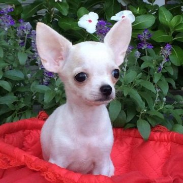 チワワ(スムース)【三重県・女の子・2017年5月25日・クリーム】の写真「とても可愛いスムースの女の子」