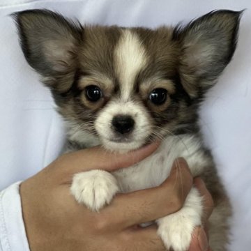 チワワ(ロング)【三重県・女の子・2023年7月17日・フォーン&ホワイト】の写真「お顔がとても魅力的な愛嬌たっぷりの女の子です」