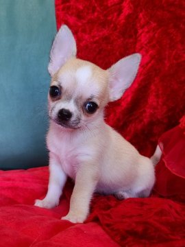 チワワ(スムース)【三重県・男の子・2021年6月8日・フォーン&ホワイト】の写真「チャンピオンクオリティのとても人懐っこい男子です。」