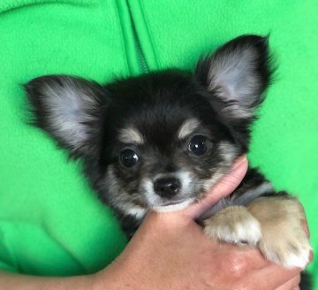 チワワ(ロング)【三重県・男の子・2018年1月8日・ブラック&タン】の写真「素晴らしい血統の男の子、チャンピオンクオリティー」