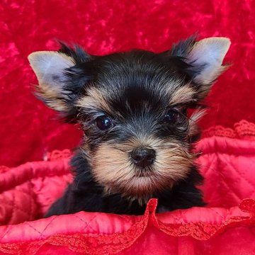 ヨークシャーテリア【三重県・女の子・2021年5月6日・スチールブルー&タン】の写真「チャンピオンクオリティの可愛い女子です。」