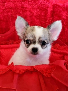 チワワ(ロング)【三重県・女の子・2020年3月28日・パーティー】の写真「チャンピオンクオリティの可愛い女子です。」
