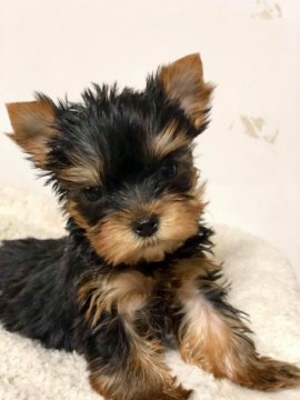 ヨークシャーテリア【三重県・女の子・2017年11月21日・スチールブルー&タン】の写真「とてもお顔の可愛い女の子です！」