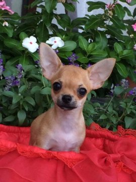 チワワ(スムース)【三重県・女の子・2017年4月23日・レッド】の写真「目がとても魅力的な可愛い女の子です。」
