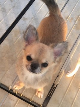 チワワ(ロング)【三重県・男の子・2016年11月15日・フォーン】の写真「去勢してお渡しします。とても可愛い男の子です。」