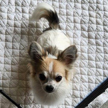 チワワ(ロング)【三重県・男の子・2023年7月6日・パーティーカラー】の写真「去勢済み。　明るく人懐っこい男の子です。」