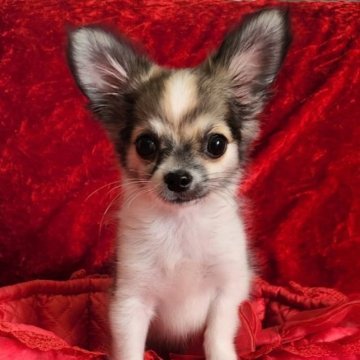 チワワ(ロング)【三重県・男の子・2023年7月6日・パーティー】の写真「とても人懐っこい男の子です」