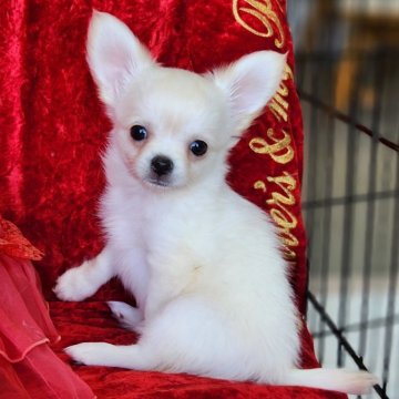 チワワ(ロング)【三重県・男の子・2023年12月29日・ホワイト&クリーム】の写真「良質な、大人しい性格の優しい男の子です。」