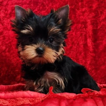 ヨークシャーテリア【三重県・女の子・2023年10月1日・スチールブルー&タン】の写真「明るく人懐っこい小ぶりな女の子です。」