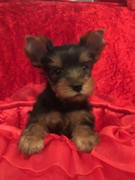 ヨークシャーテリア【三重県・男の子・2016年10月28日・スティールブルー&タン】の写真「優しい顔立ちの男の子です。」