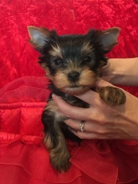 ヨークシャーテリア【三重県・男の子・2016年12月20日・スチールブルー&タン】の写真「綺麗で目力のある男の子です。」