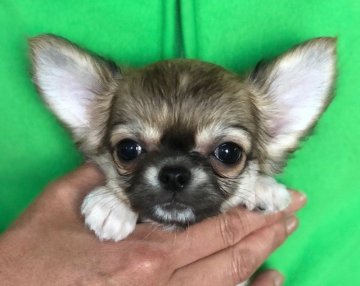 チワワ(ロング)【三重県・男の子・2018年1月23日・フォーン】の写真「素晴らしい頭部表現の男の子」