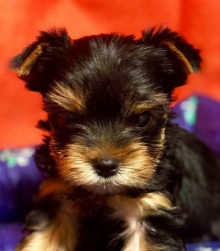 ヨークシャーテリア【三重県・男の子・2017年10月19日・スチールブルー&タン】の写真「とても可愛い4兄妹の男の子です。」