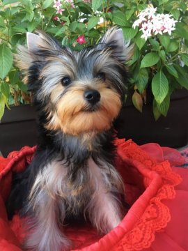 ヨークシャーテリア【三重県・女の子・2017年6月13日・スチールブルー&タン】の写真「元気で甘えん坊なとても可愛い女の子です。」