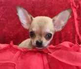 チワワ(スムース)【三重県・女の子・2023年5月30日・フォーン】の写真2