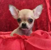 チワワ(スムース)【三重県・女の子・2023年5月30日・フォーン】の写真3