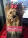 ヨークシャーテリア【三重県・女の子・2020年2月12日・スチールブルー&タン】の写真4「父親の写真です。チャンピオン」