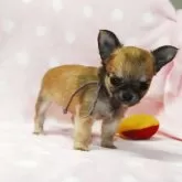 チワワ(ロング)