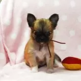 チワワ(ロング)