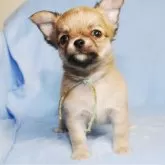 チワワ(ロング)