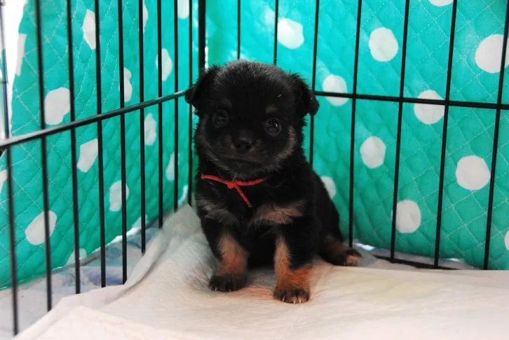 ID：1607-01107の子犬
