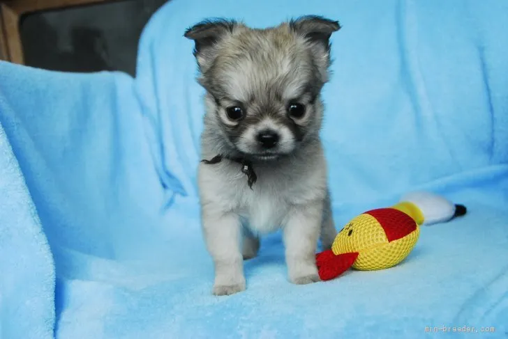 こてつ 様のお迎えした子犬